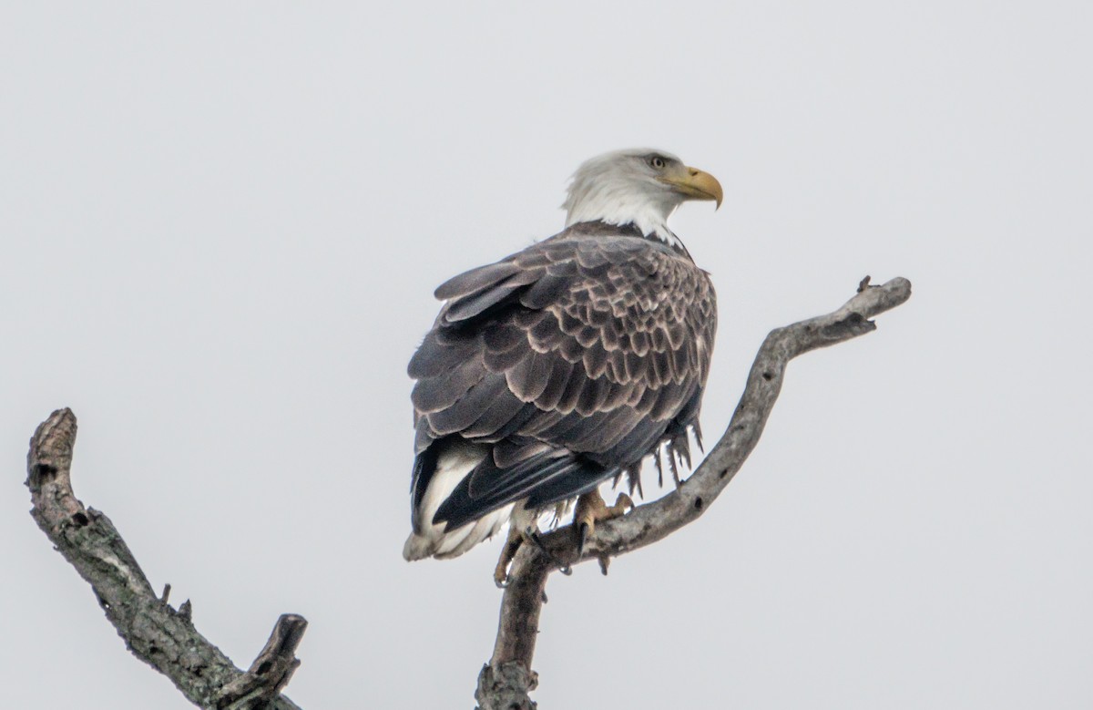 Bald Eagle - ML644594319