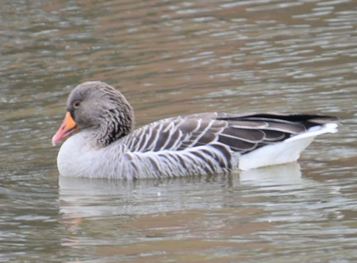 husa velká - ML644594321