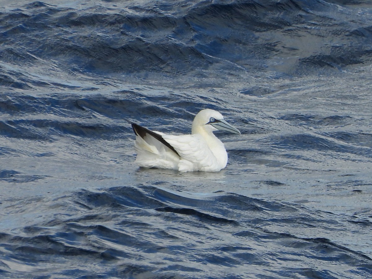 Сула атлантична - ML644594330