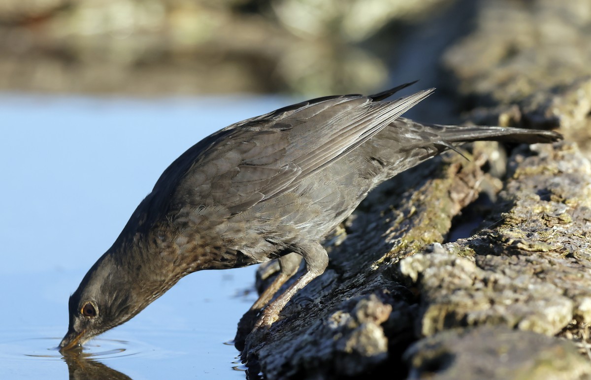 Дрізд чорний - ML644594334