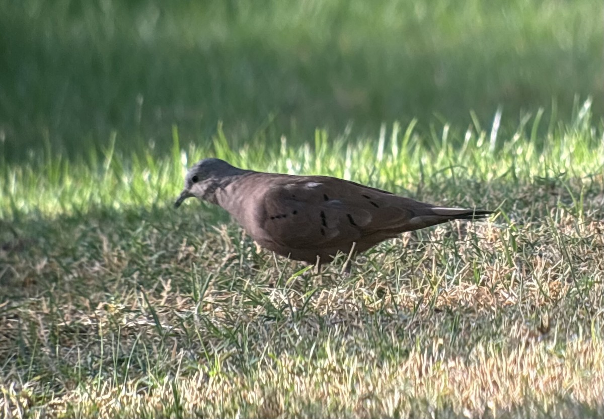 holoubek skořicový - ML644594335