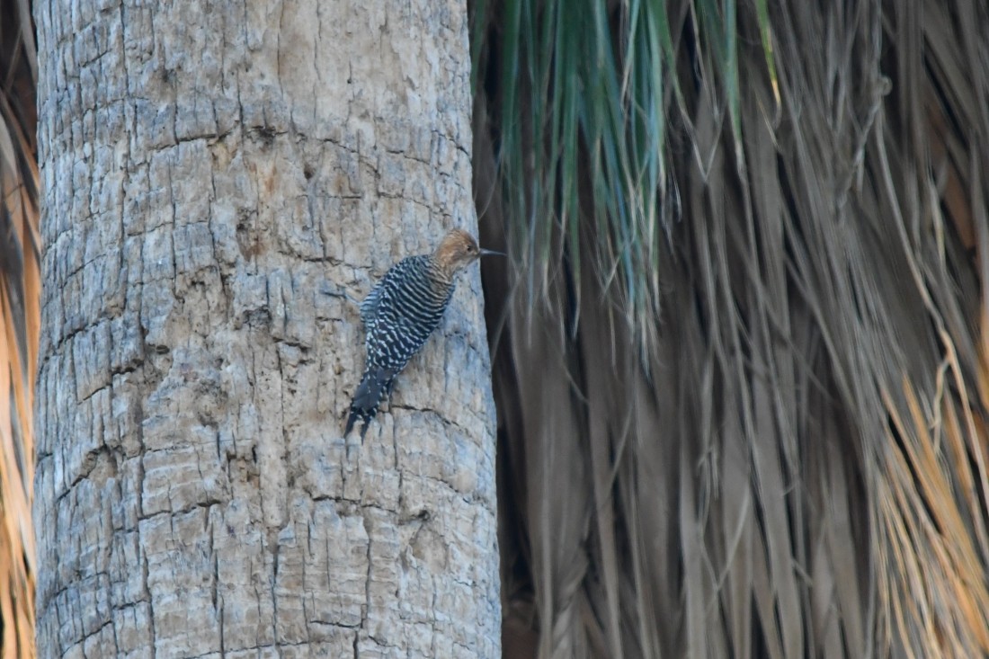 Chupasavia Oscuro - ML644594341