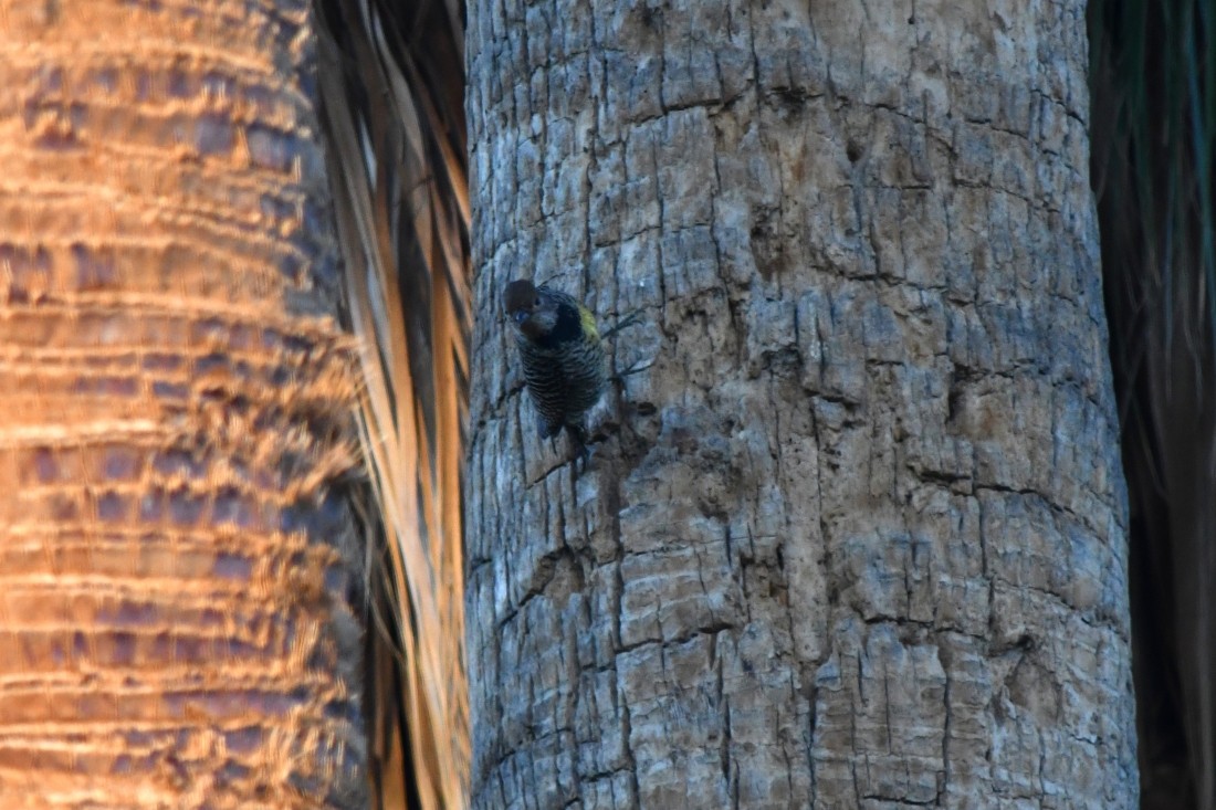 Chupasavia Oscuro - ML644594342