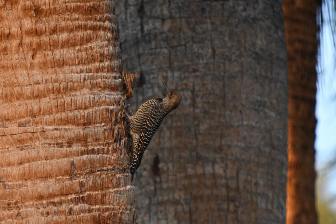 Chupasavia Oscuro - ML644594343
