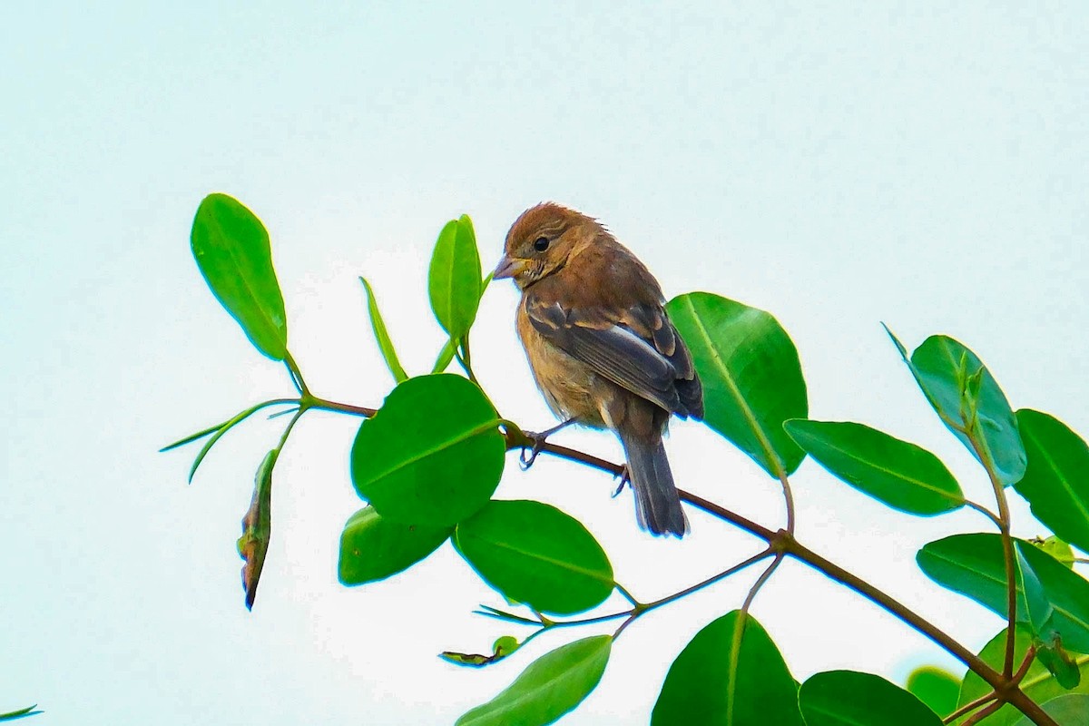 indigospurv - ML644594345