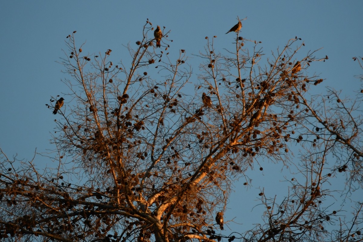 Carpintero Escapulario (Rojizo) - ML644594346