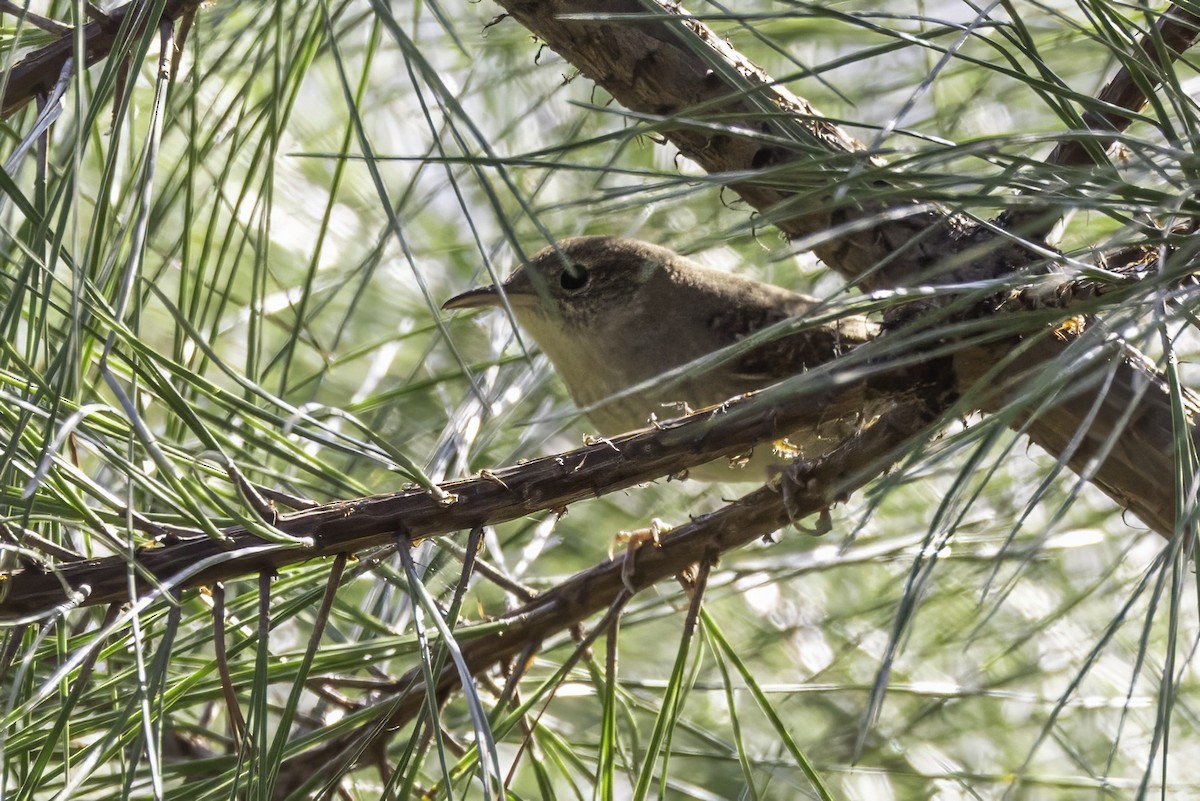 Northern House Wren - ML644594347