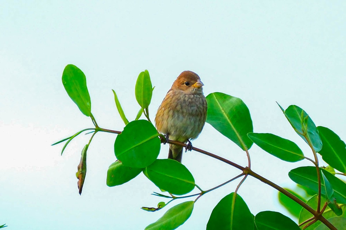 indigospurv - ML644594348