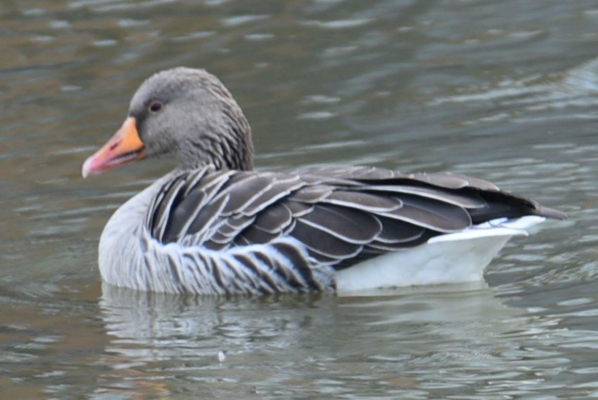 husa velká - ML644594351