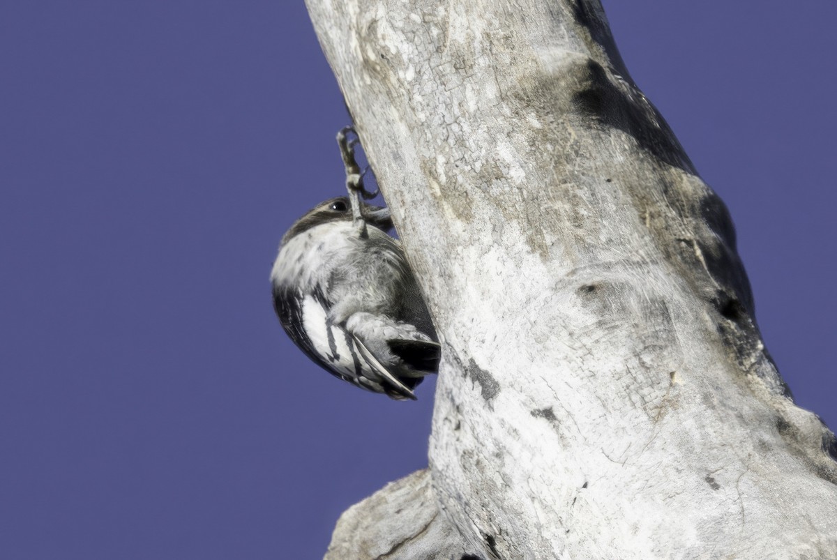 Red-headed Woodpecker - ML644594356