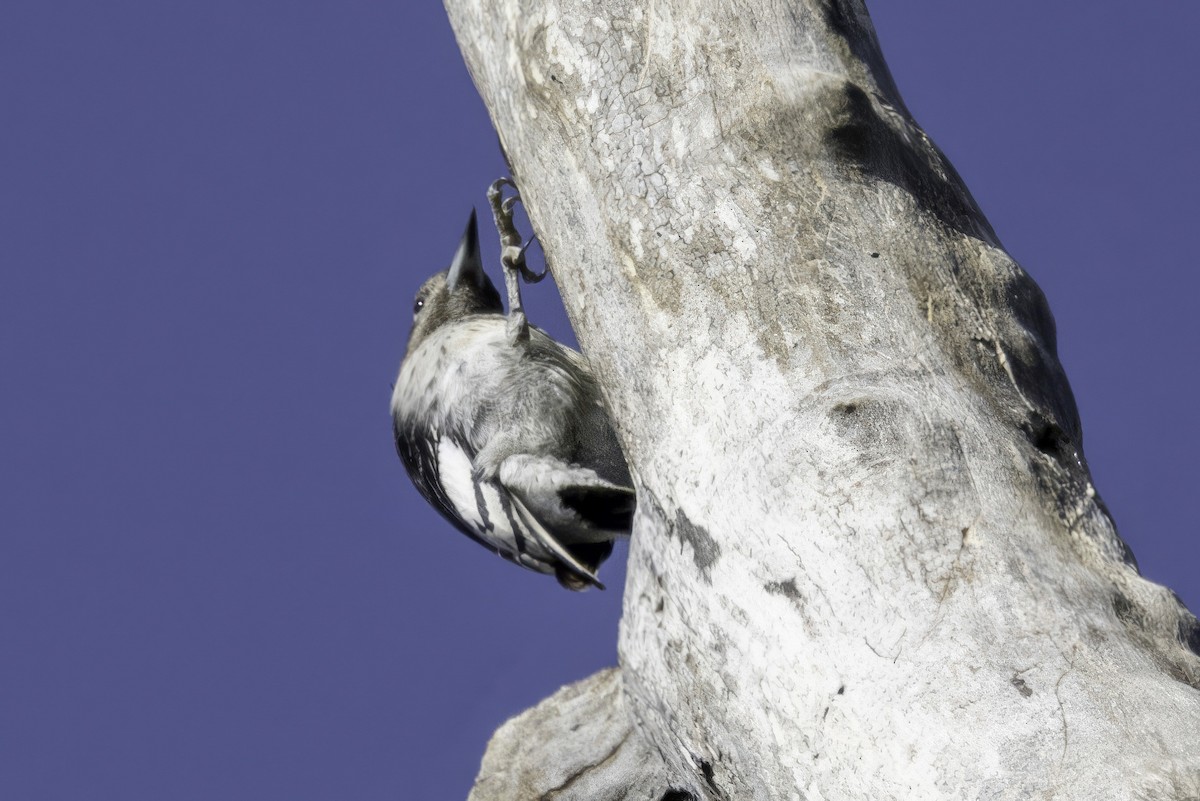 Red-headed Woodpecker - ML644594360