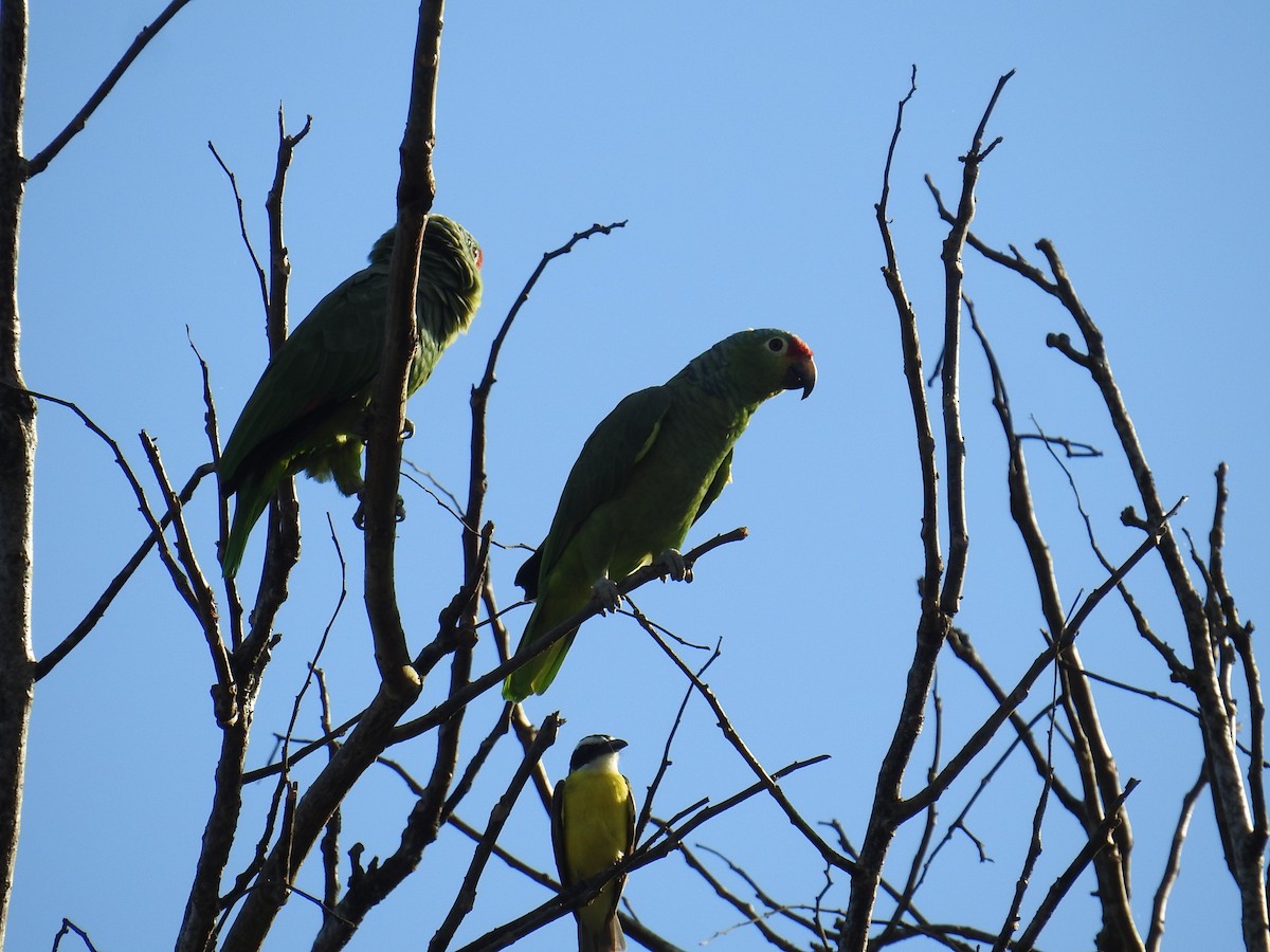 Boat-billed Flycatcher - ML644594361