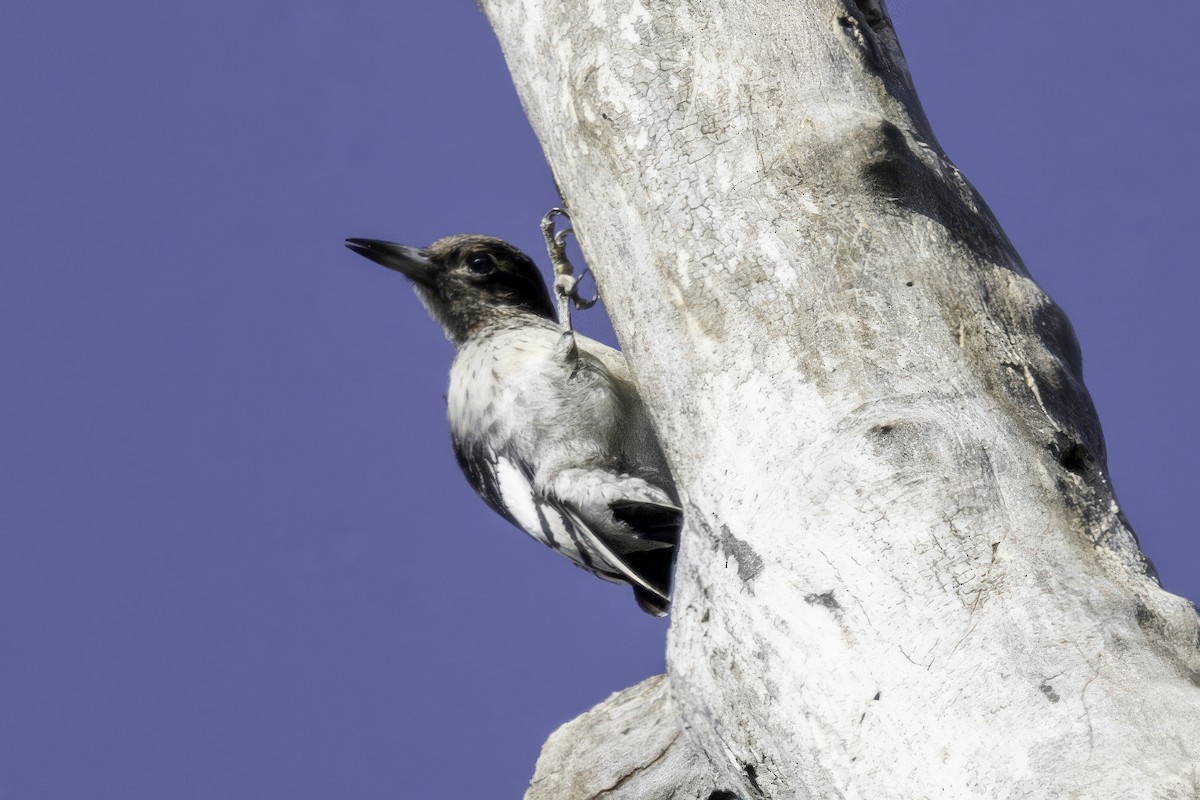 Red-headed Woodpecker - ML644594367