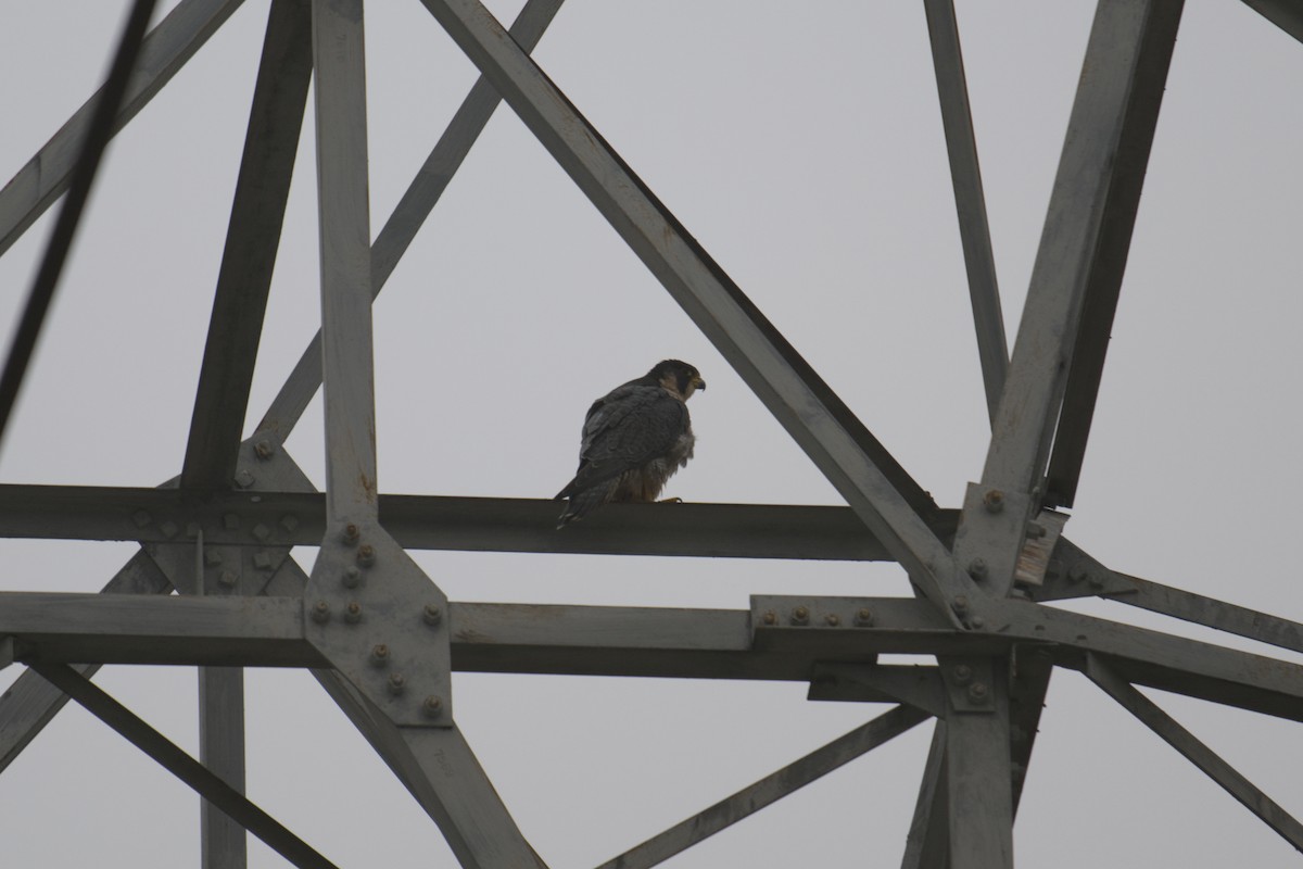 Peregrine Falcon - ML644594368