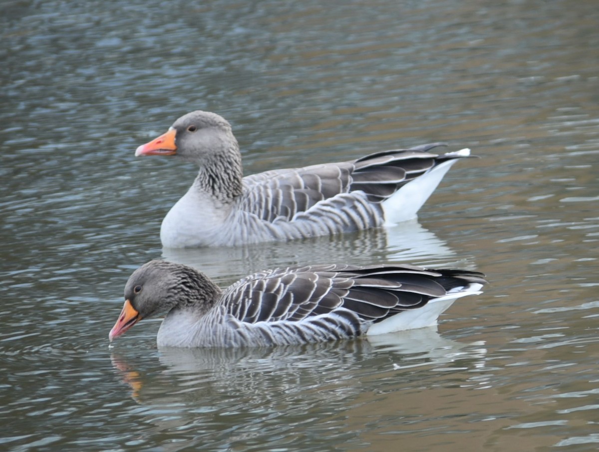 husa velká - ML644594369