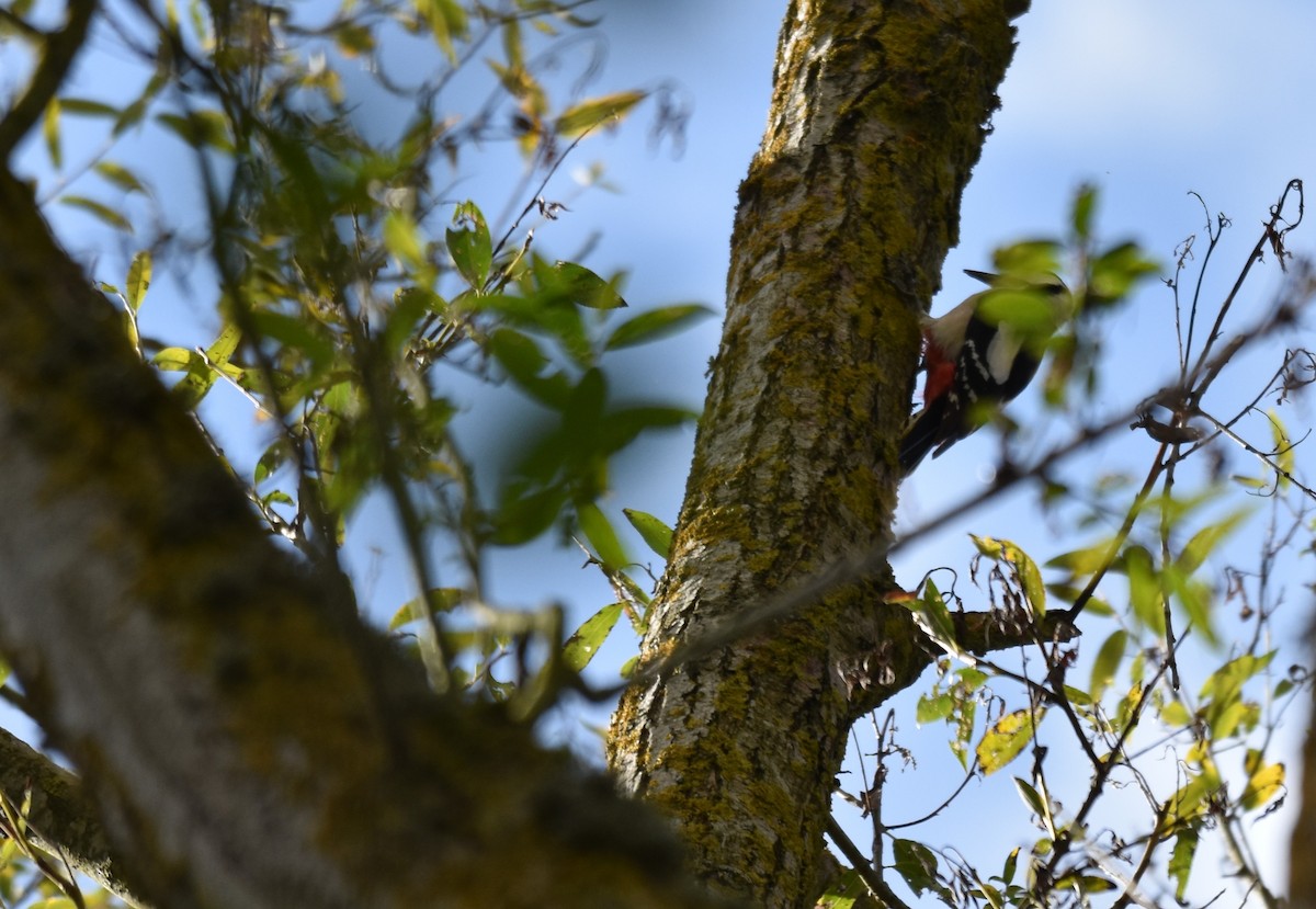 Дятел звичайний - ML644594371