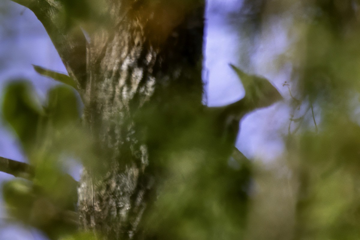 Pileated Woodpecker - ML644594372