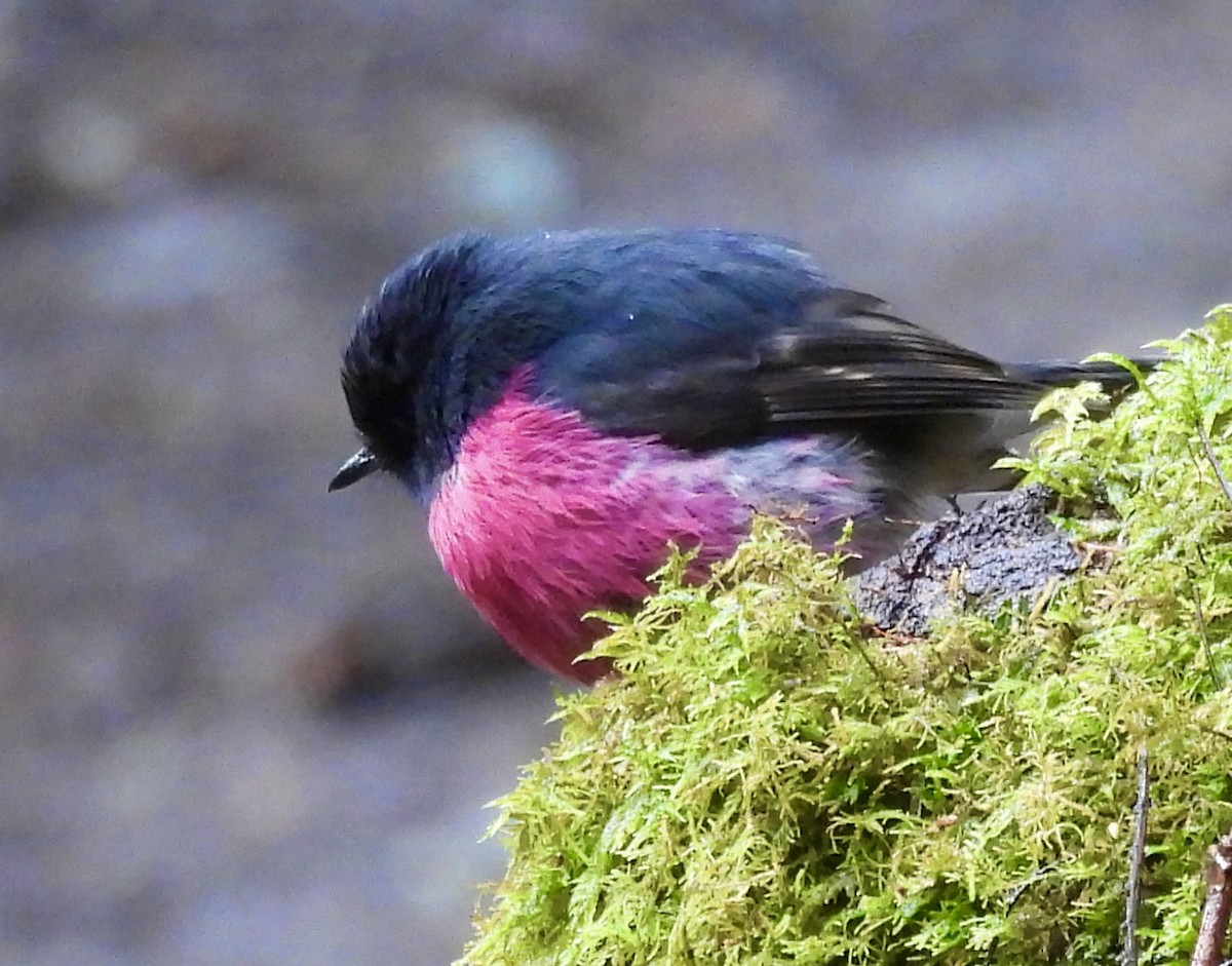 Pink Robin - ML644594379