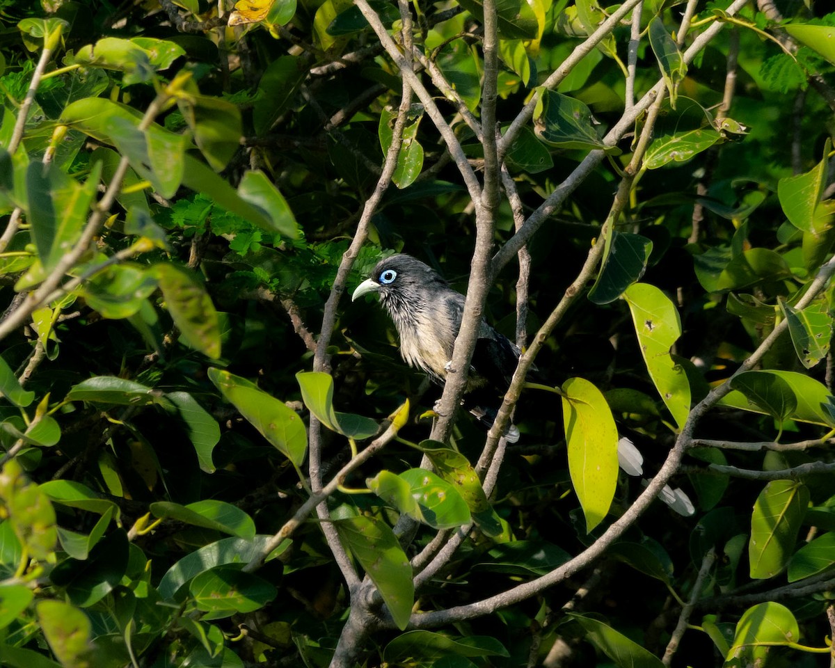 Малкога сірочерева - ML644594381