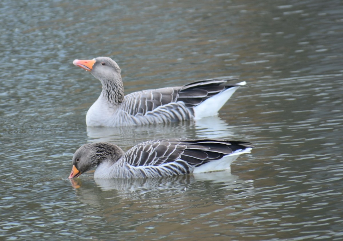 husa velká - ML644594388