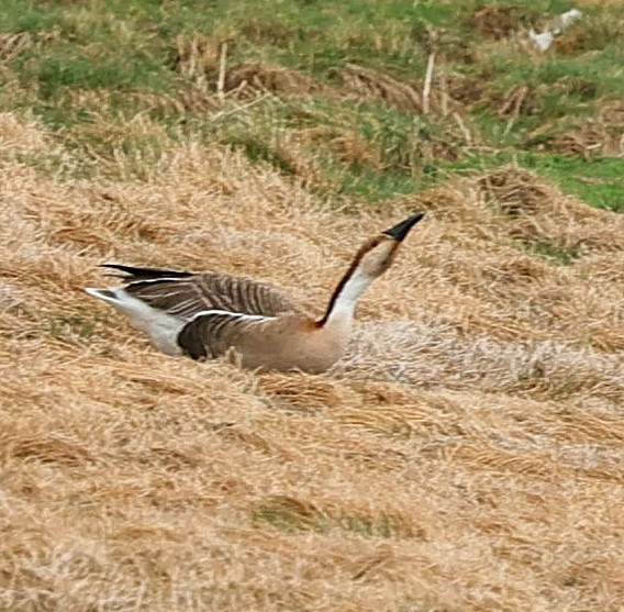 鴻雁 - ML644594396