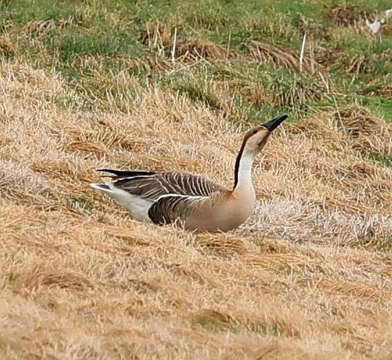 鴻雁 - ML644594397