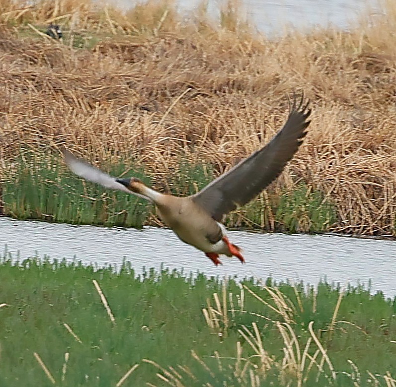 鴻雁 - ML644594398