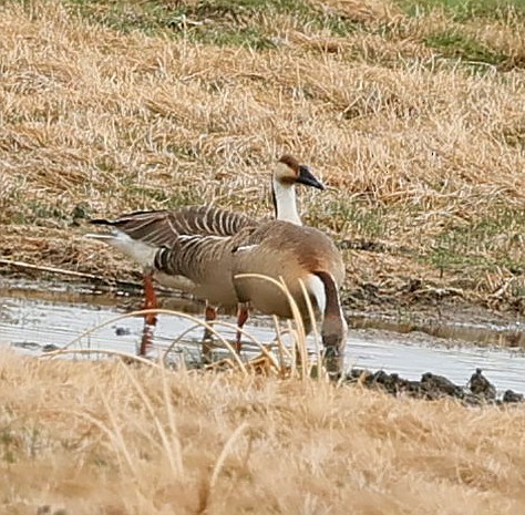 鴻雁 - ML644594399