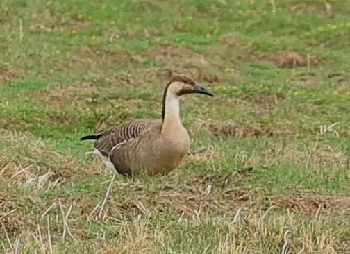 鴻雁 - ML644594400