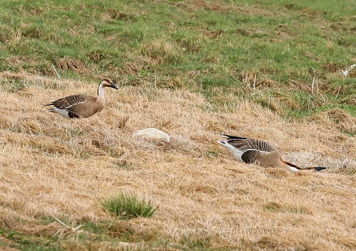 鴻雁 - ML644594401