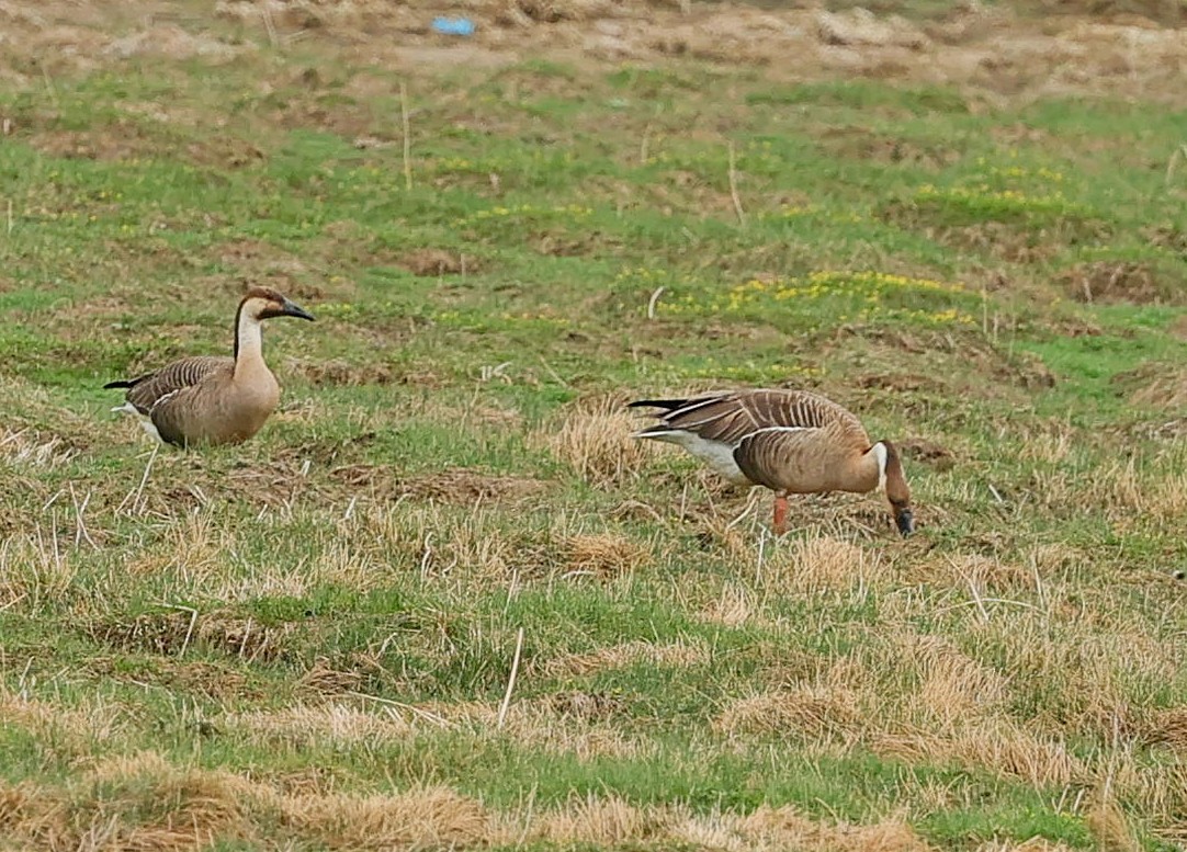 鴻雁 - ML644594402