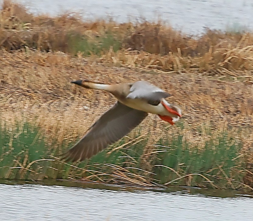 鴻雁 - ML644594403