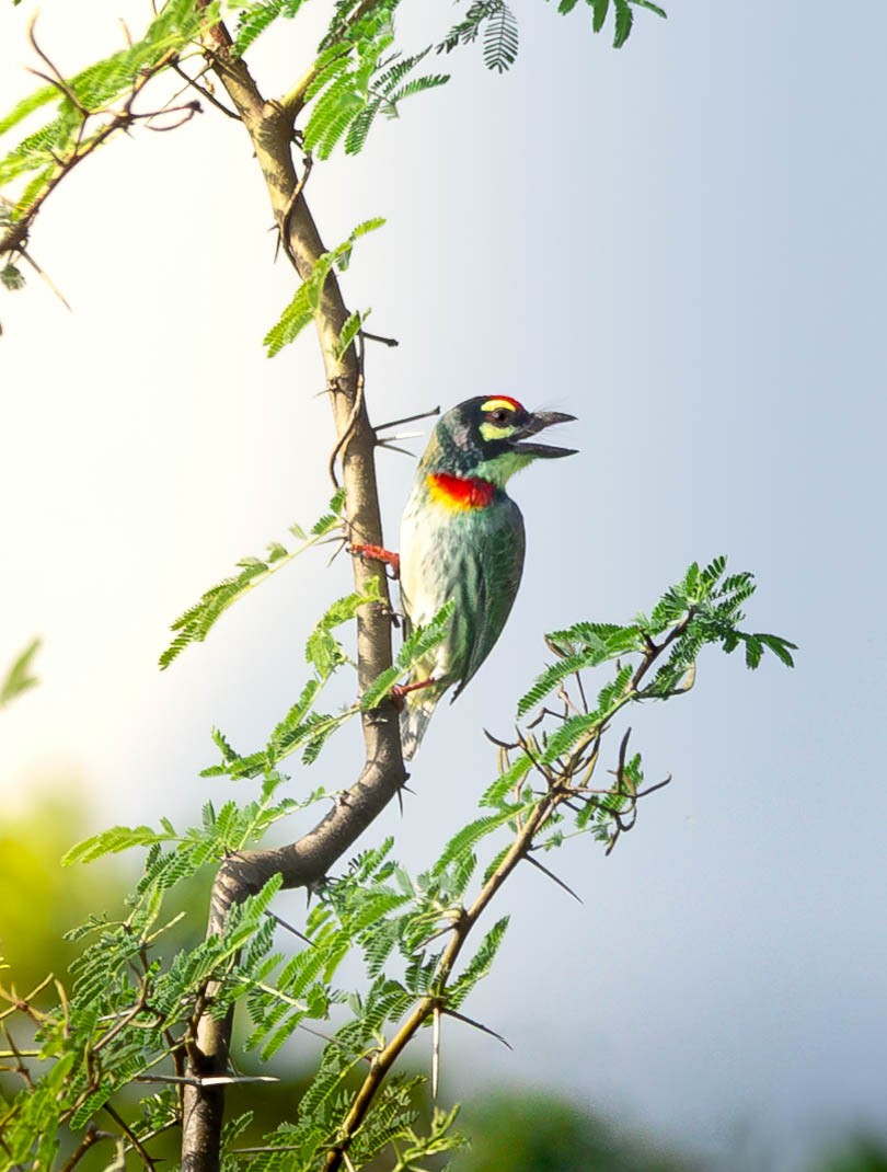 Coppersmith Barbet - ML644594404