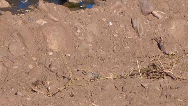 Alondra Cornuda - ML644594405