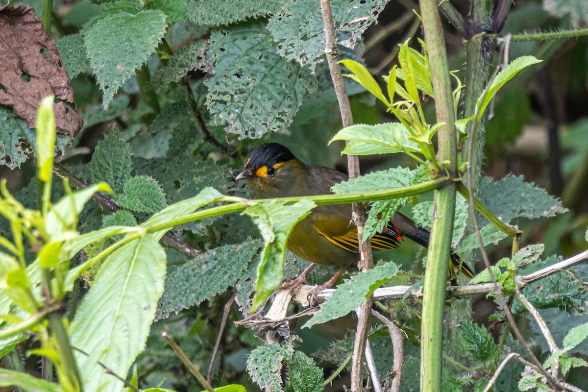 ブグンヤブドリ - ML644594406