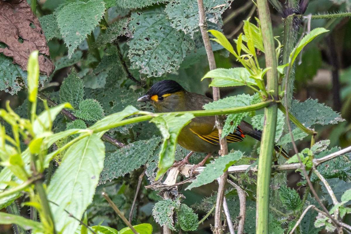 ブグンヤブドリ - ML644594407