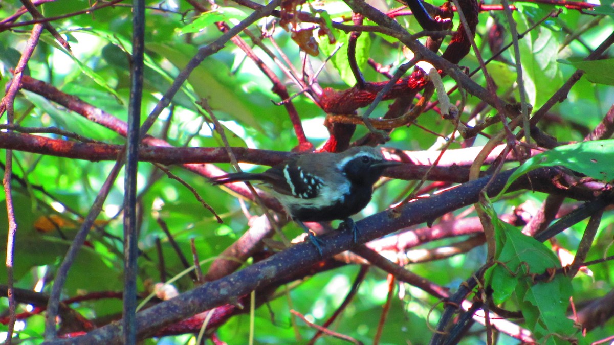 Northern White-fringed Antwren - ML644594408