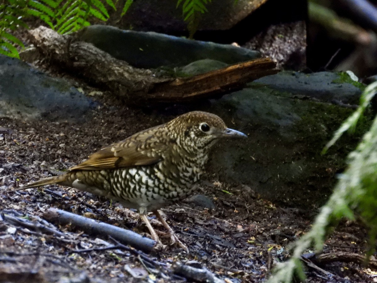 Bassian Thrush - ML644594412