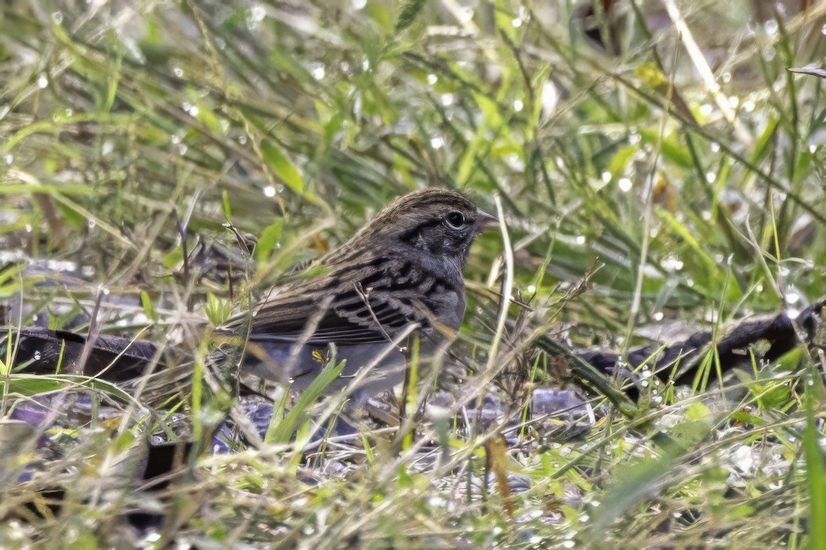 Chipping Sparrow - ML644594413