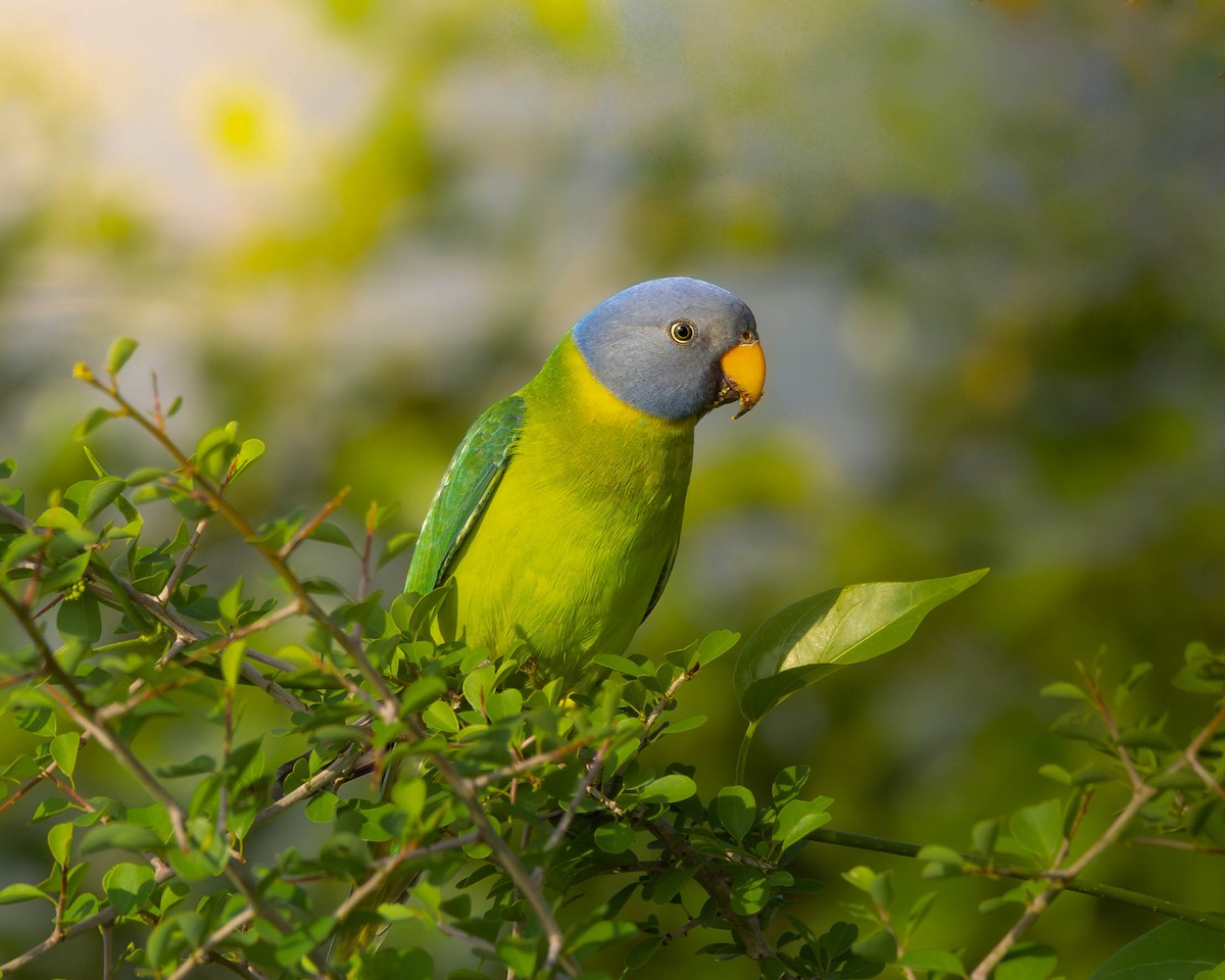 Папужець фіолетовоголовий - ML644594416