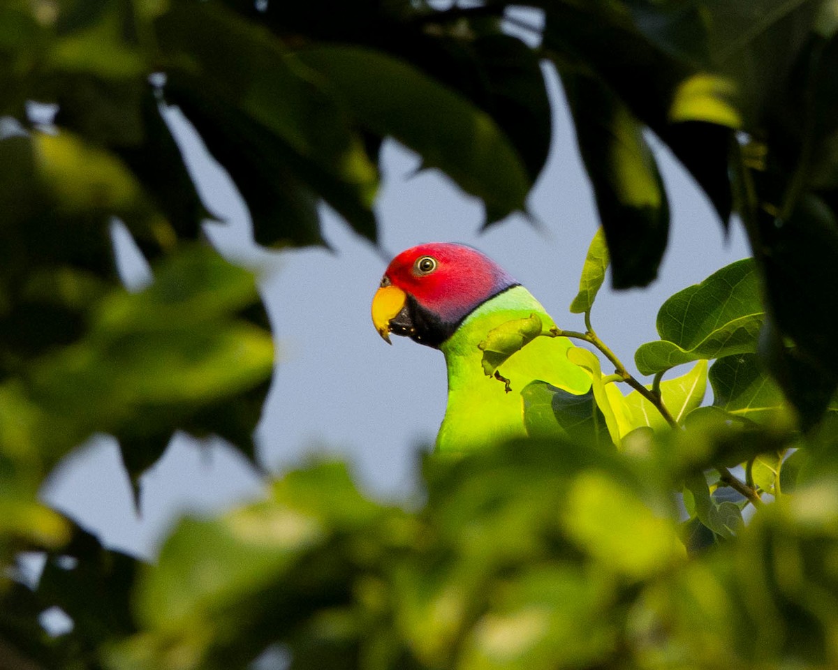 Папужець фіолетовоголовий - ML644594417