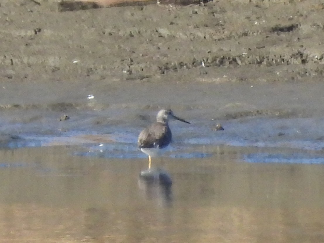 Greater Yellowlegs - ML644594420