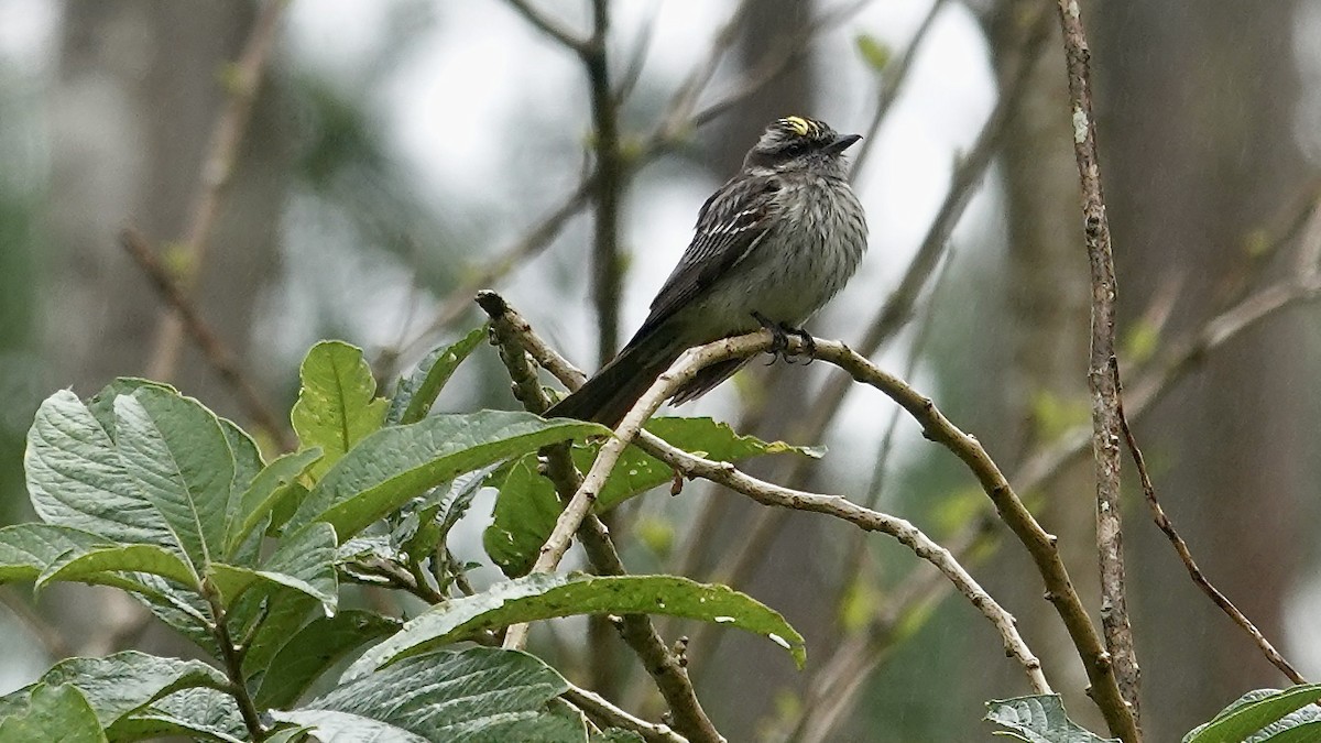 Tyran tacheté - ML644594423