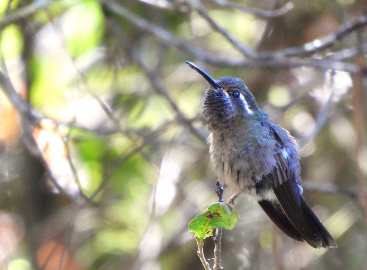 Colibrí Amatistino - ML644594424