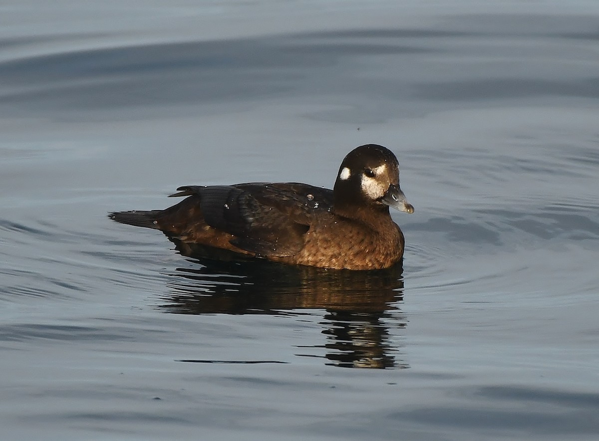 Harlequin Duck - ML644594429