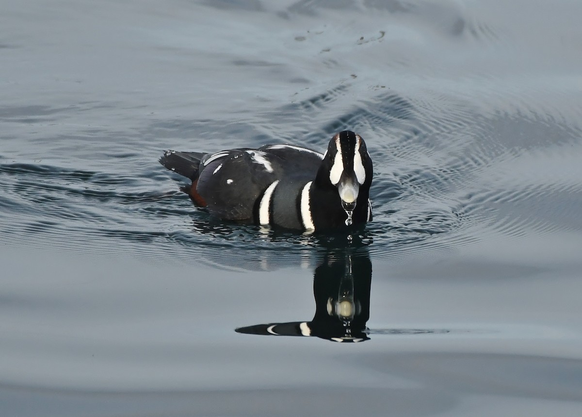 Harlequin Duck - ML644594430