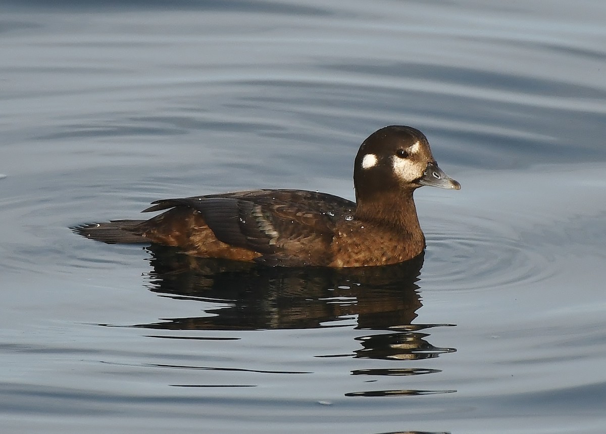 Harlequin Duck - ML644594432