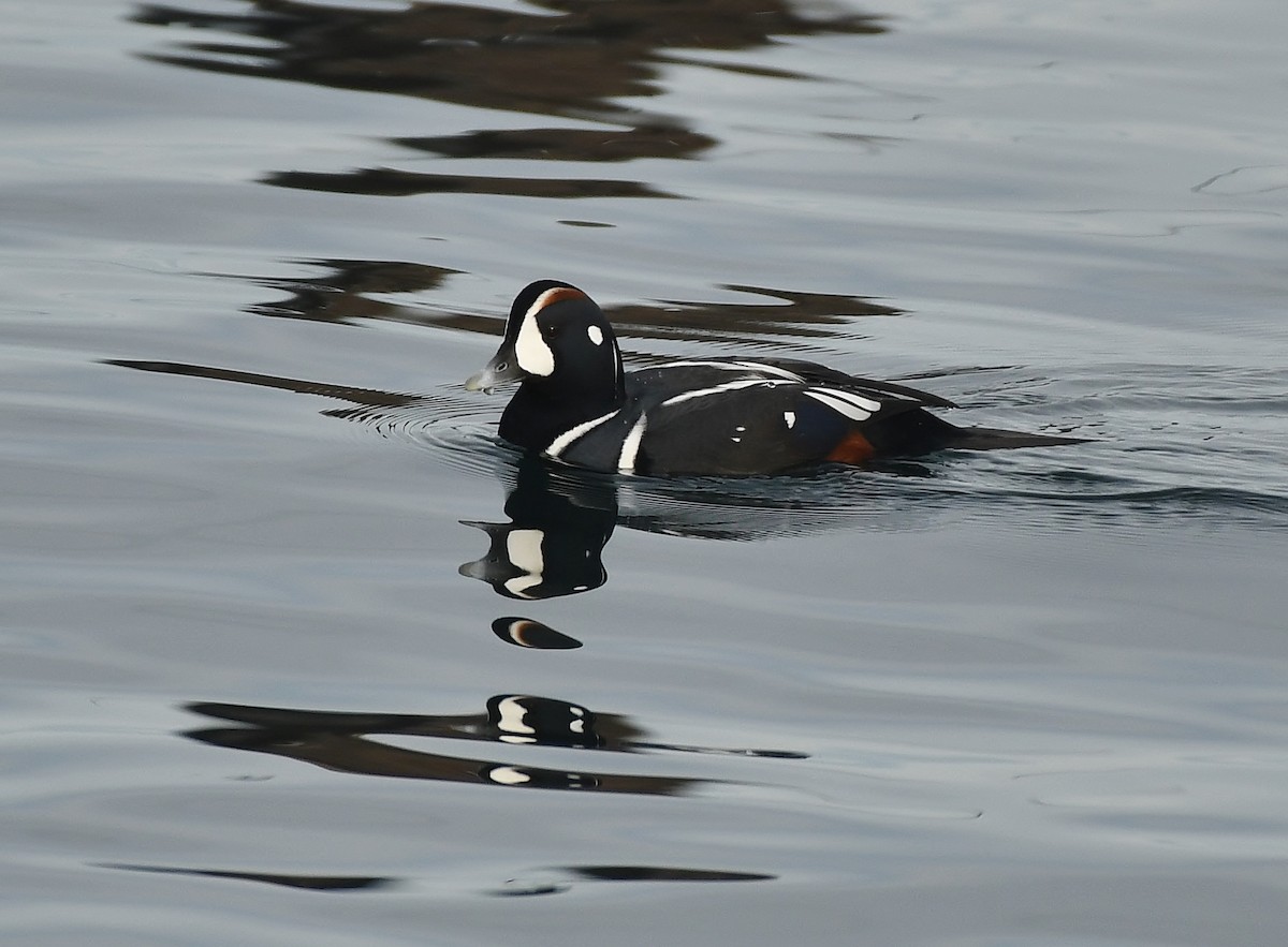 Harlequin Duck - ML644594433