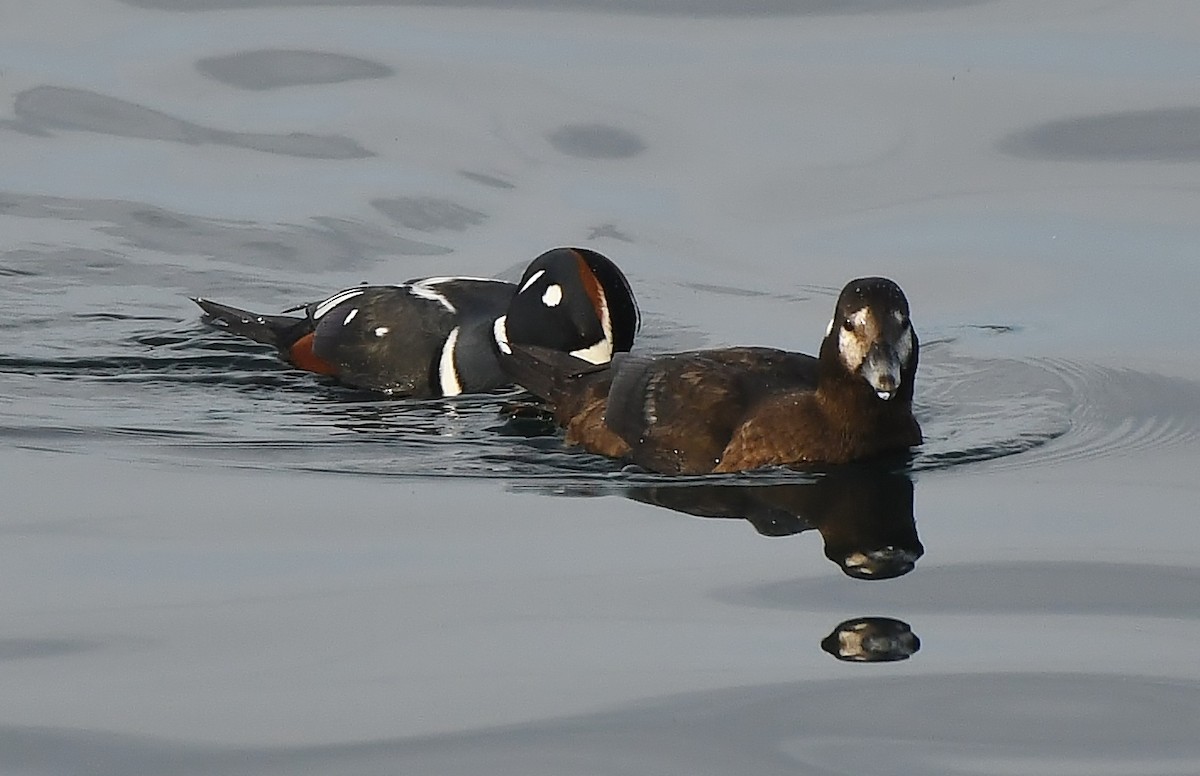 Harlequin Duck - ML644594434