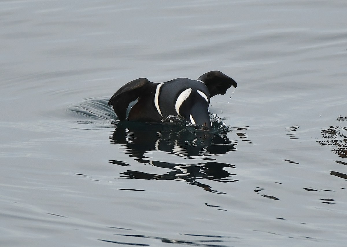 Harlequin Duck - ML644594435